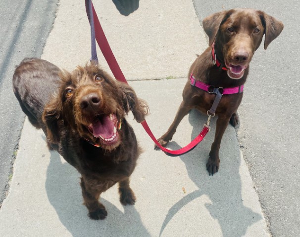 Olive & Piper